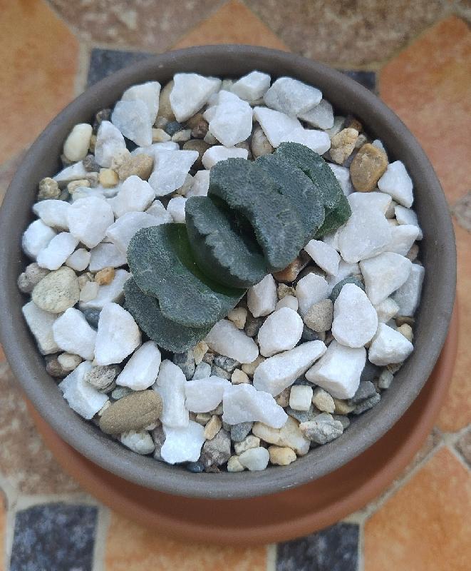 Haworthia truncata.jpg